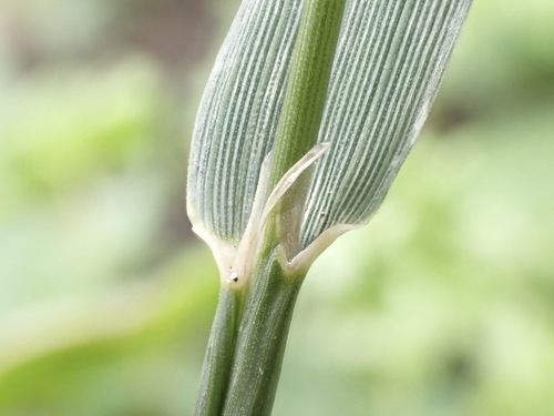 Alopecurus myosuroides, photograph 1
