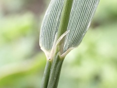 Alopecurus myosuroides, photograph (c) Joss Carr, some rights reserved (CC BY)