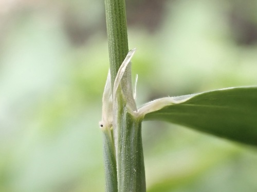 Alopecurus myosuroides, photograph 2