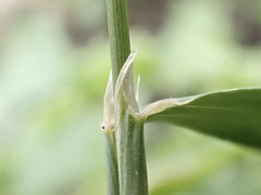 Alopecurus myosuroides, photograph (c) Joss Carr, some rights reserved (CC BY)