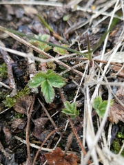 Potentilla stolonifera
