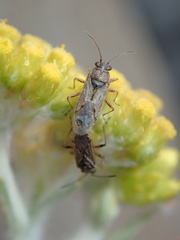Nysius plebeius
