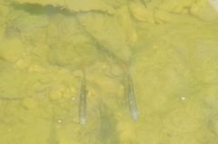 Lythrurus umbratilis