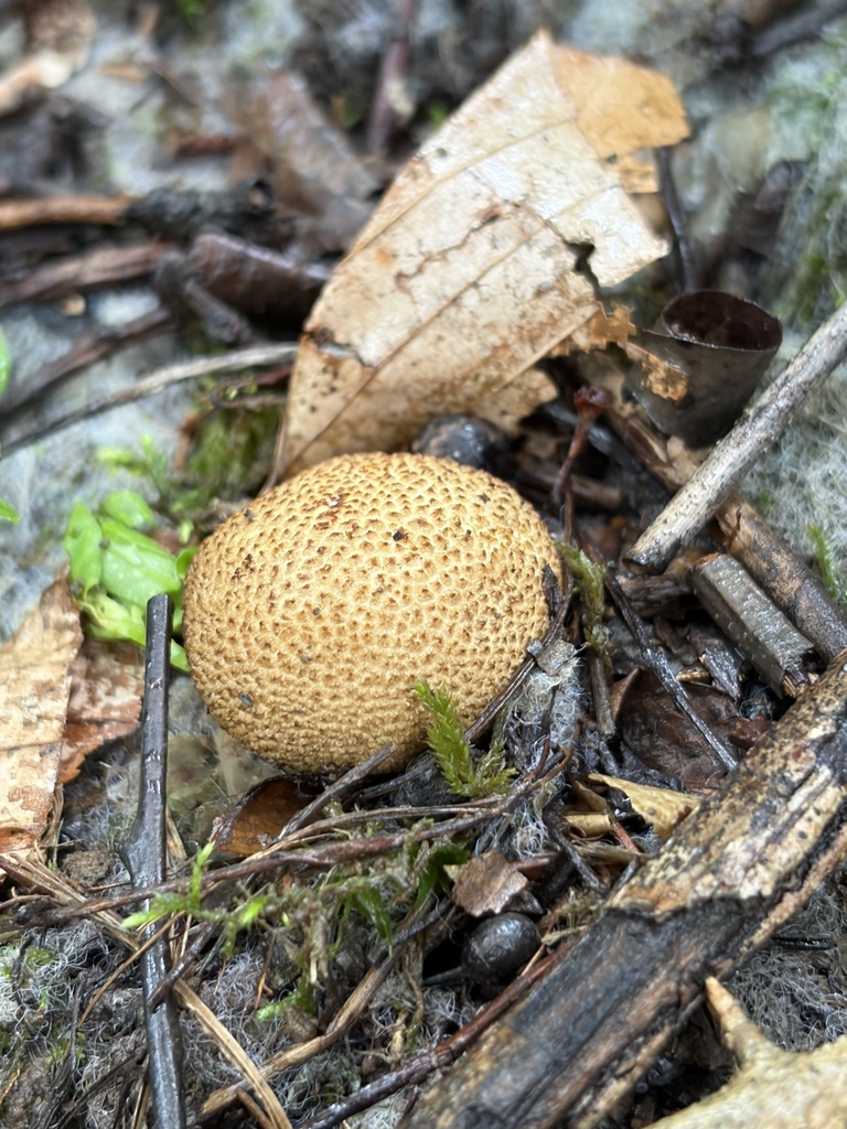 common earthball · July 2026 · photo: Photo: (c) Julie Travaglini, some rights reserved (CC BY) · iNaturalist
