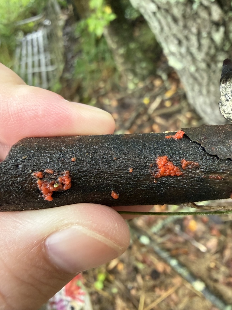 Tulasnella aurantiaca · July 2026 · photo: Photo: (c) Julie Travaglini, some rights reserved (CC BY) · iNaturalist
