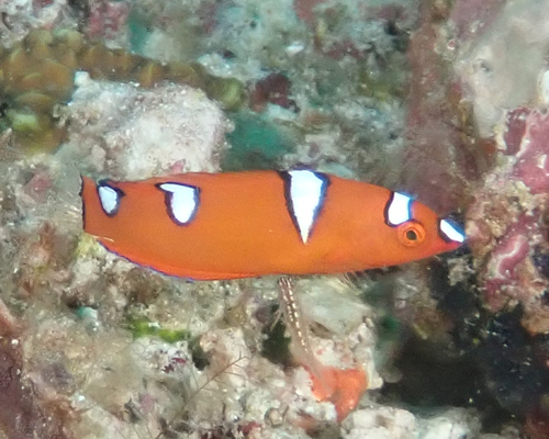 Yellowtail Coris (Coris gaimard)