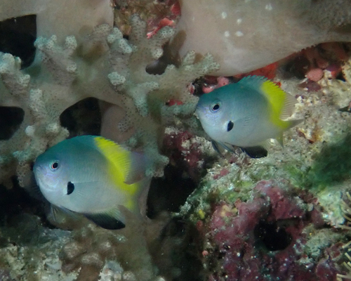 Pomacentrus nigromanus observed 2026-06-23