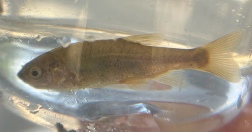 Yaqui-kopvoorn (Gila purpurea) — Cyprinidae — 5