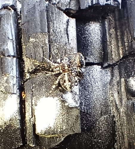 Attulus terebratus