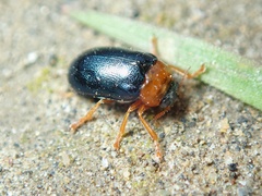 Smaragdina semiaurantiaca