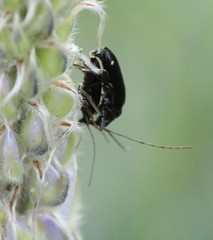 Cortodera