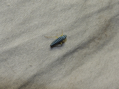 Graphocephala flavovittata