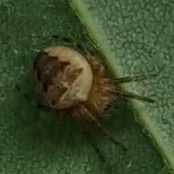 Cross Orbweaver