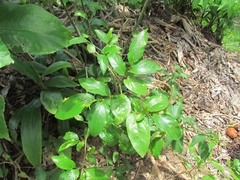 Piper tuberculatum