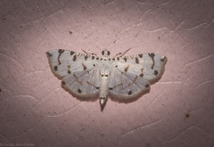 Pycnarmon cribrata