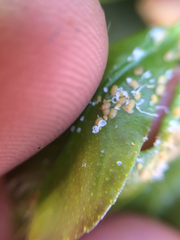Diaphorina citri