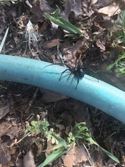 Latrodectus hesperus