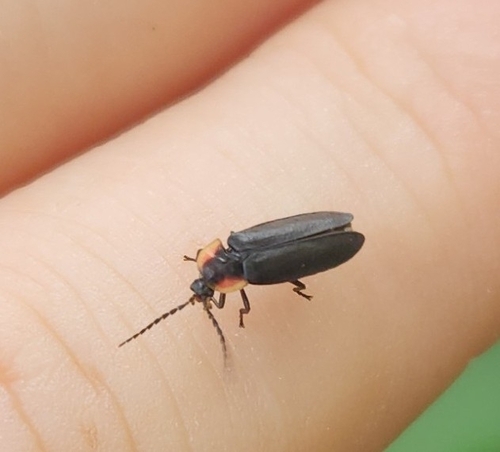 Black Firefly