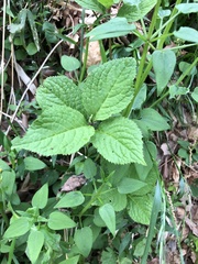 Chloranthus serratus