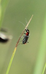 Malachius capillicornis