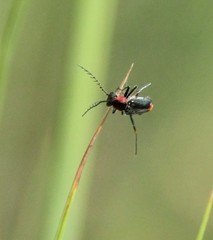 Malachius capillicornis