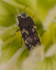 Acmaeodera neglecta
