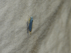 Graphocephala flavovittata