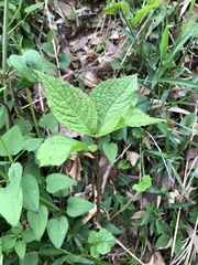 Chloranthus serratus
