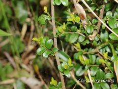 Eurya crenatifolia