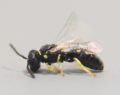 Little Masked Bee