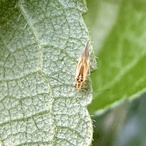 yellow barklouse