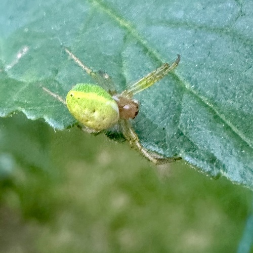 Cucumber Spiders