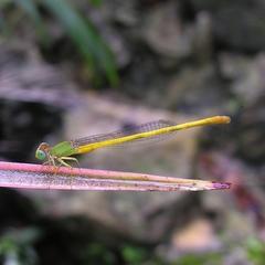 Ceriagrion coromandelianum