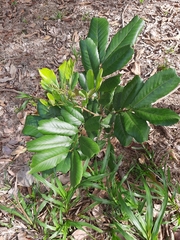 Cupania rufescens