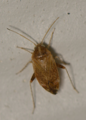 Hamatophylus guttulosus