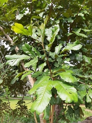 Cupania rufescens