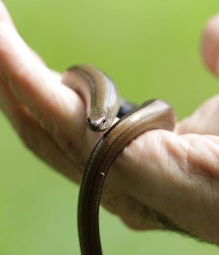 Eastern Slowworm