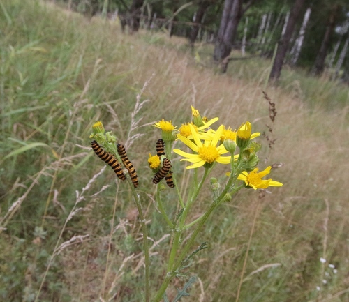 ragwort