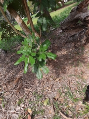 Cupania rufescens