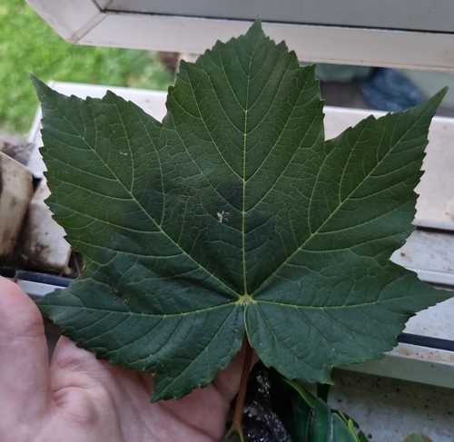 sycamore maple