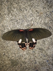 Papilio thaiwanus