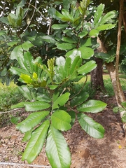 Cupania rufescens