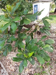 Cupania rufescens