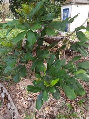 Cupania rufescens