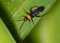 Pseudoxenetus regalis