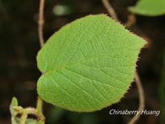 Actinidia setosa