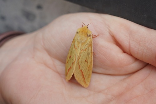 Ghost Moth