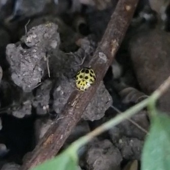 22-spot Ladybird