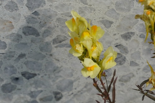 common toadflax