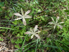 Iris tenuissima purdyiformis